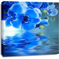 Omar Olavie - Blue Orchids