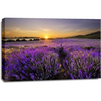 Matt Roots - Lavender Field At Dusk