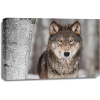 Wolf - Near Birch Tree 