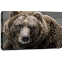 Bear - Distraction