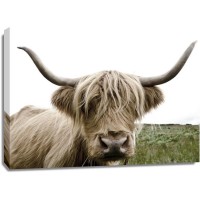 Highland Cow - Meadow