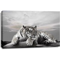 Tiger - Watch - Nice View