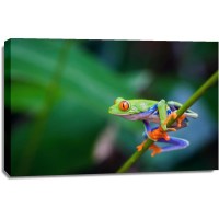 Frog - Preparing for the Big Leap