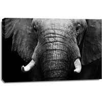 Elephant - Serene Look