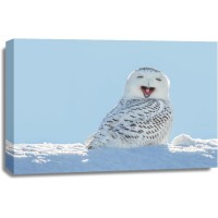 Owl - Having A Laugh On Snow