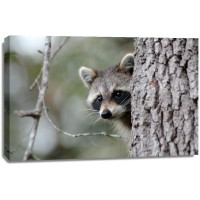 Racoon - Preparing Something