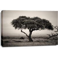 Karina Zampini - We Used to Play Under That Tree