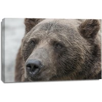 Bear - Tough day