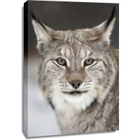 Lynx - Cold Feline