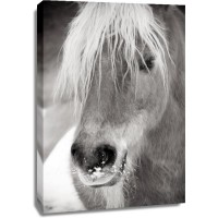 Horse - Frosty Party
