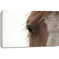 Horse - Brown Wanderer