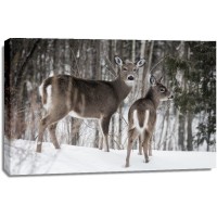 Deer 0- Mother's Love