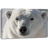 Polar Bear - Good Morning