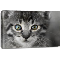 Cat - Is Watching You