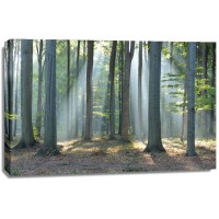 Mythical Forest