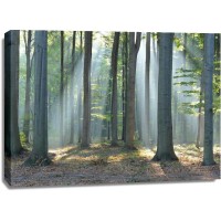 Mythical Forest