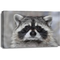 Racoon - It Wasn't Me