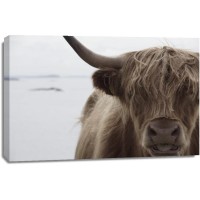 Cow - Irish Mate