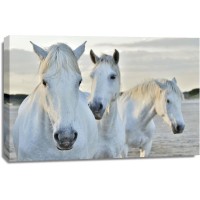 Horses - Rest Time