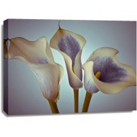 Assaf Frank - Close-up of three white Calla Lilies, Studio Shot