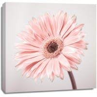 Assaf Frank - Gerbera Flower - FTBR-1927