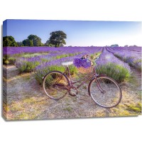 Assaf Frank - Bicycle with flowers in a Lavender field
