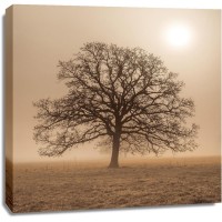 Assaf Frank - Trees in grass fields