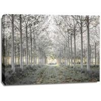 Assaf Frank - Pathway through trees in forest, FTBR-1833