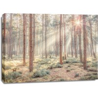 Assaf Frank - Misty forest with sunrays