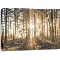 Assaf Frank - Misty forest with sunrays