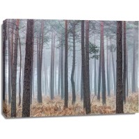 Assaf Frank - Misty forest with tall trees
