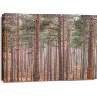 Assaf Frank - Misty forest with tall trees
