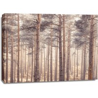 Assaf Frank - Misty forest with tall trees
