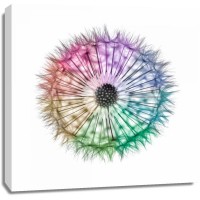 Assaf Frank - Dandelion Clock over white background