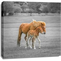 Assaf Frank - Horse with Foal