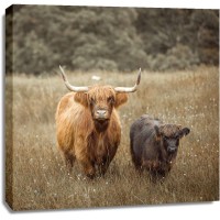 Assaf Frank - Highland Cows