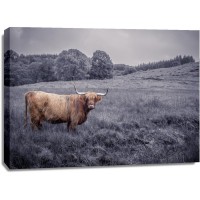 Assaf Frank - Highland Cow