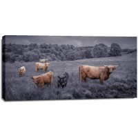 Assaf Frank - Highland Cows, FTBR-1913