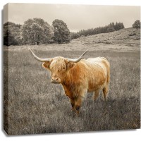 Assaf Frank - Highland Cows