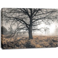 Assaf Frank - Misty forest