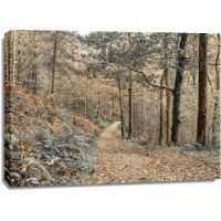 Assaf Frank - Forest path-Lake District