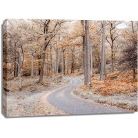 Assaf Frank - Forest path-Lake District