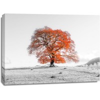 Assaf Frank - Tree on a hill