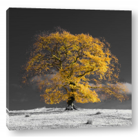Assaf Frank - Tree on a hill-yellow-gold