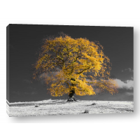 Assaf Frank - Tree on a hill-yellow-gold