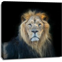 Assaf Frank - Lion face