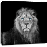 Assaf Frank - Blue eyes lion face