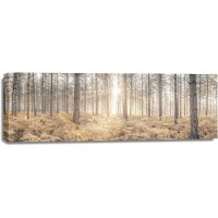 Assaf Frank - Sunrays through forest trees