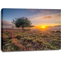 Assaf Frank - Lone tree sunset-New Forest