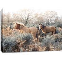 Assaf Frank - Horses in the wild